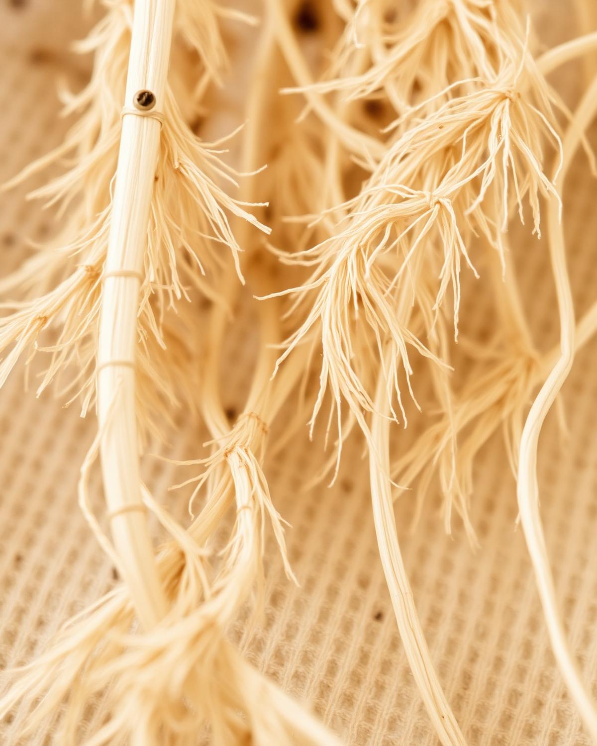 Restrained botanical texture detail used in place of a Cordyceps species image, in muted natural tones.