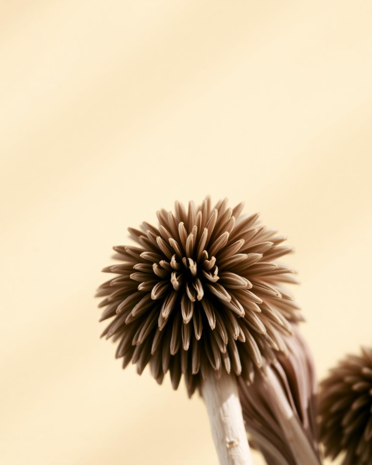 Close editorial portrait of a Maitake mushroom (Grifola frondosa, hen-of-the-woods) showing its layered fronds.